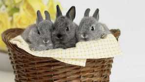 Как да се грижим за новородени зайци